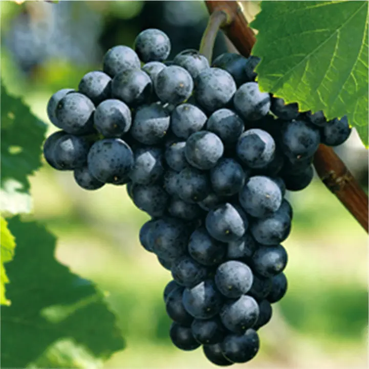 ツヴァイゲルトレーベ